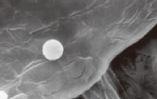 サイズ剤粒子の電子顕微鏡写真